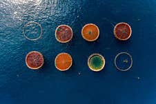 Aerial Top View Of The Rings Of Fish Aqua Farm In The Sea Of Madeira Portugal Europe Stock Photos