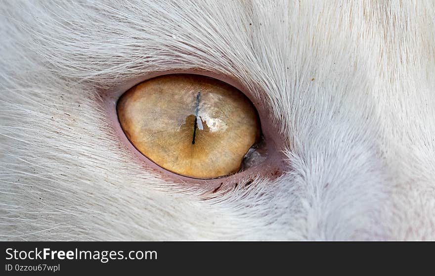 White cat with yellow eyes