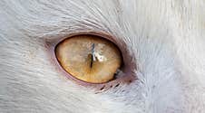 White Cat With Yellow Eyes Stock Photography