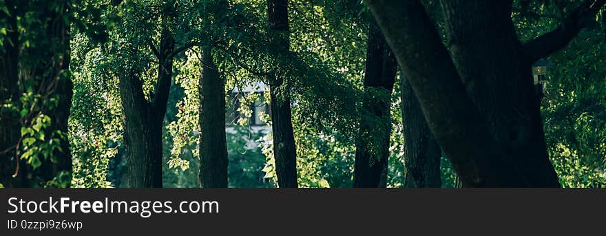 Panoramic of trees with green foliage