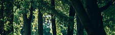 Panoramic Of Trees With Green Foliage Royalty Free Stock Photography