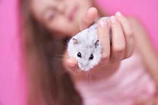 A Girl Holds A Hamster On Pink Background Royalty Free Stock Image