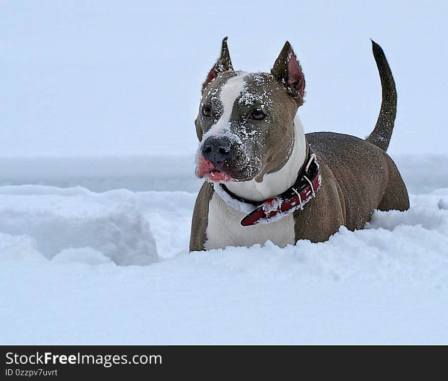 American staffordsjire terrier puppy loves snow and cold winter very much. American staffordsjire terrier puppy loves snow and cold winter very much.