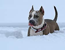 American Staffordshire Enjoy The Snow Stock Photography