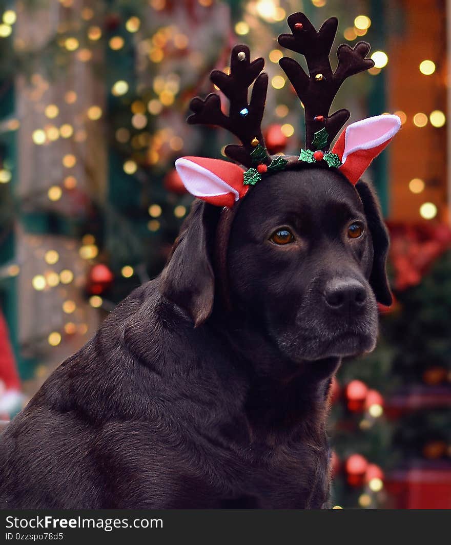 Beautiful portrait of a Labrador dog with a deer hoop against a background of Christmas bokeh lights. Happy new year 2021 and