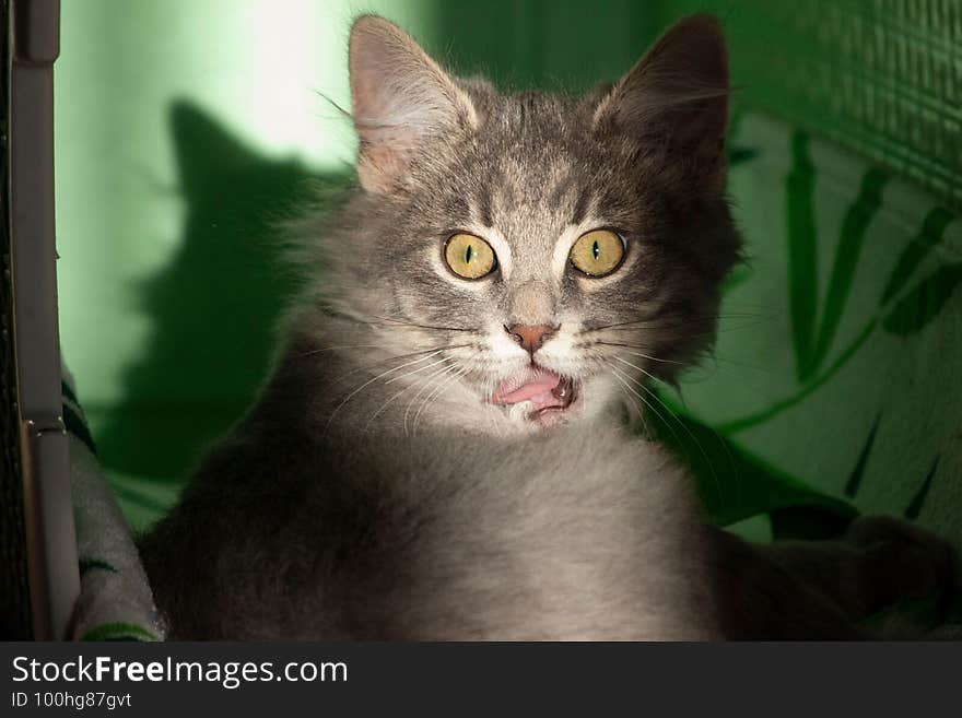 The gray kitten shows a pink tongue.