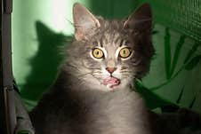 The Gray Kitten Shows A Pink Tongue. Royalty Free Stock Images