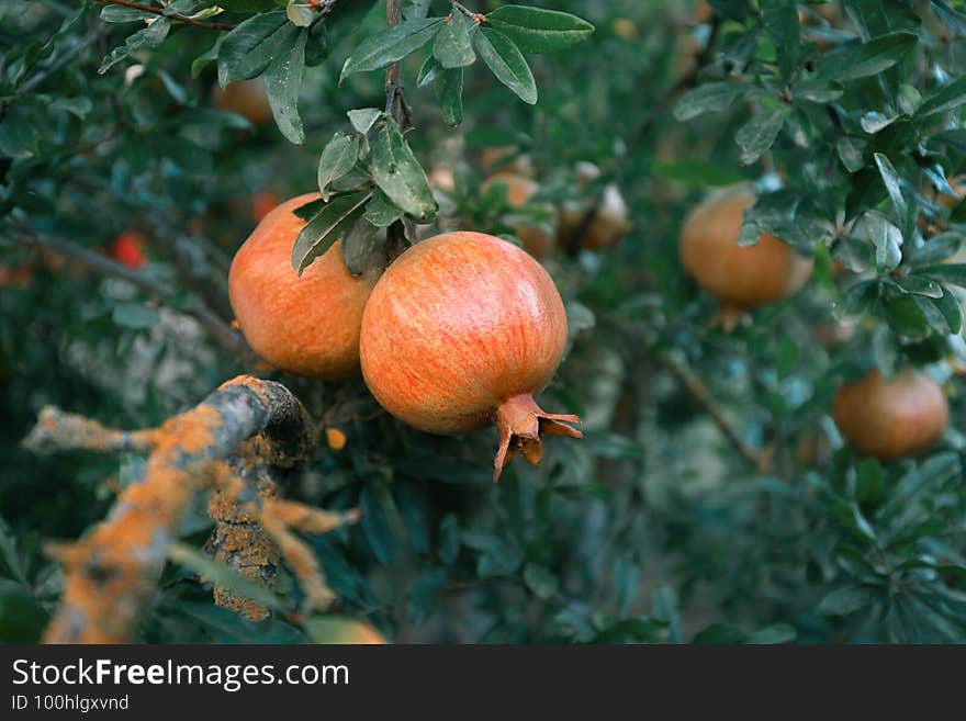 unripe pomegranate fruit hanging on a tree. mood photography with calm colors