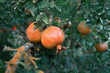 Unripe Pomegranate Fruit Hanging On A Tree. Mood Photography With Calm Colors Stock Photos