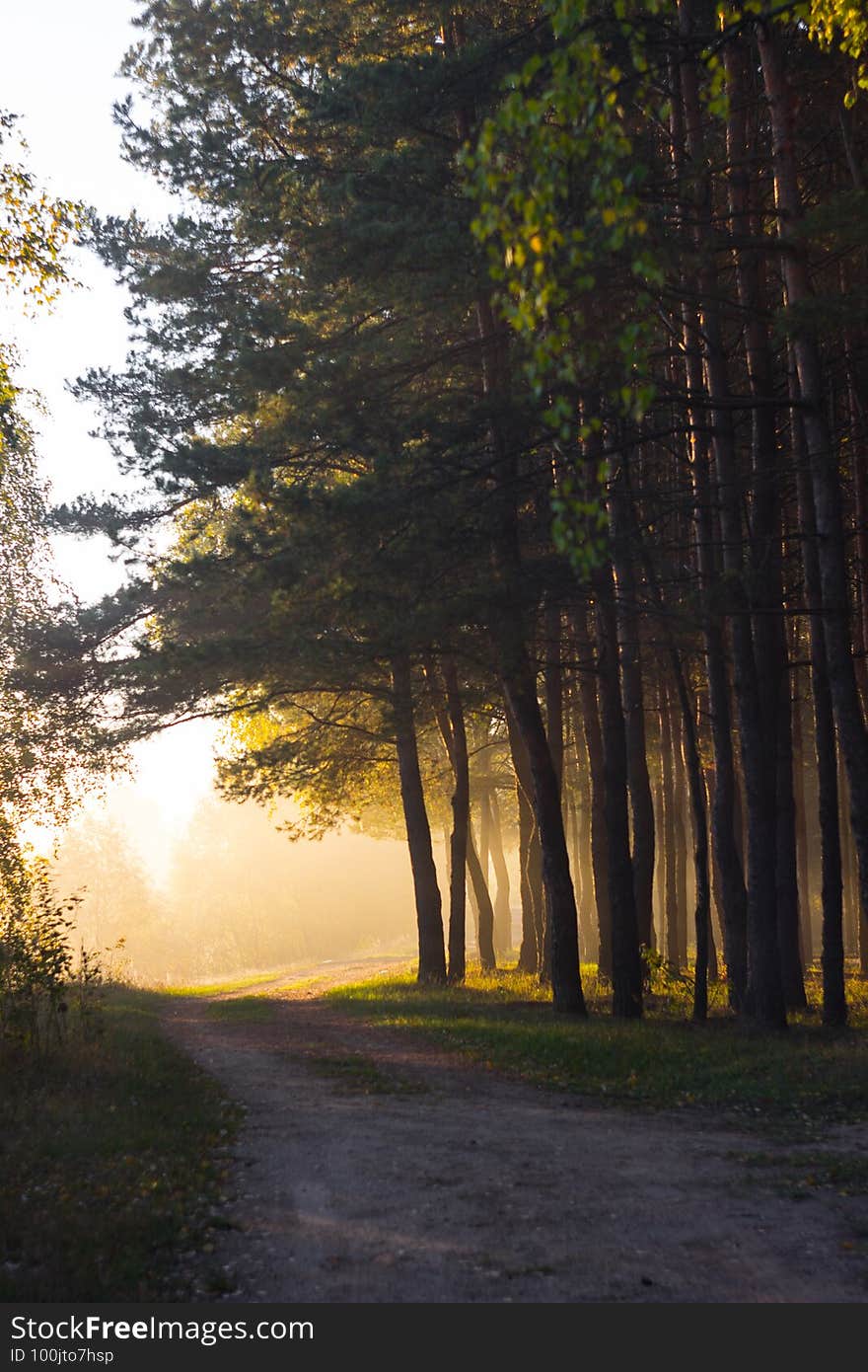 The forest and the first rays of the sun