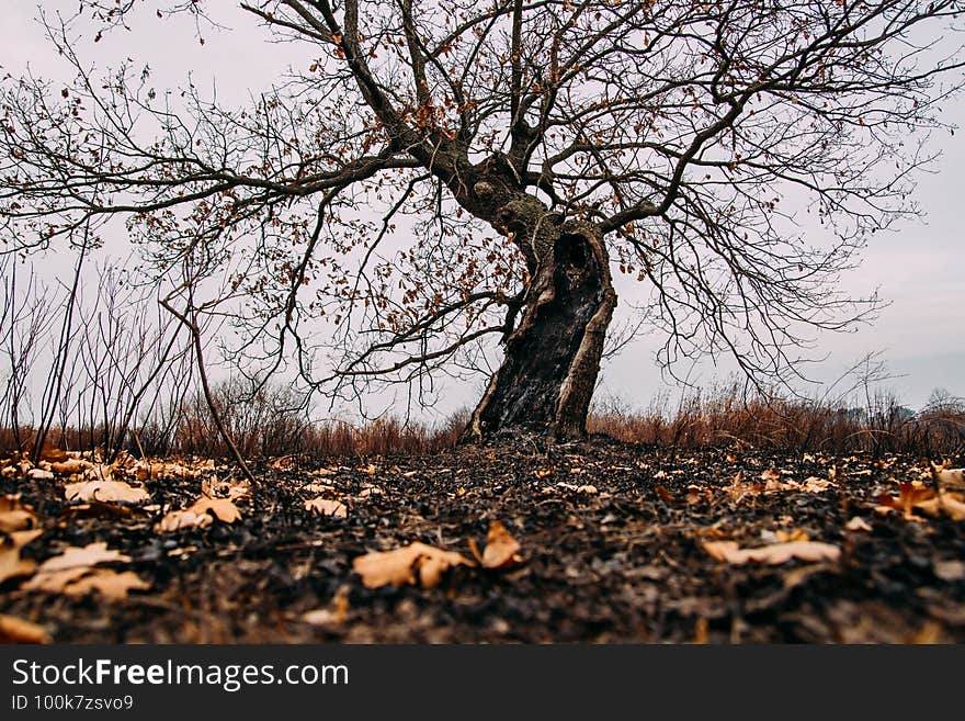 Scorched earth and trees