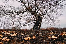 Scorched Earth And Trees Stock Images