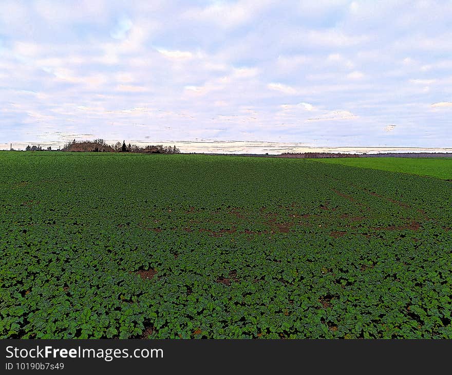 Illustration of green fields. Cloudy sky.