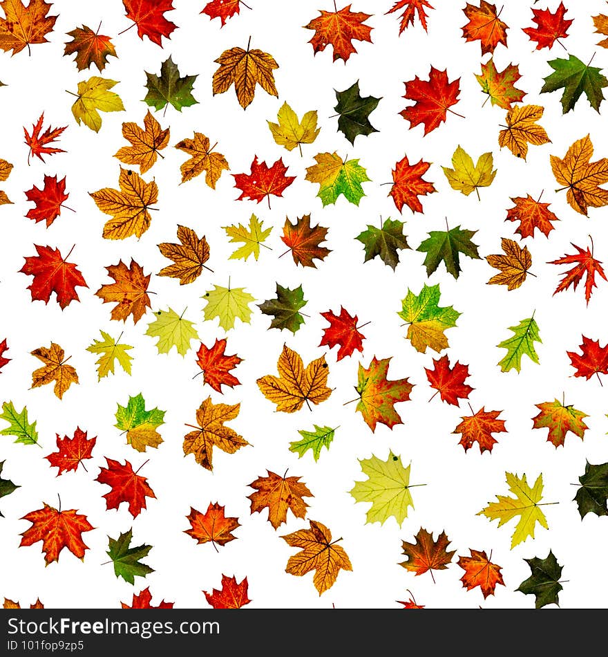 Seamless wallpaper. Autumn yellow red, orange leaf isolated on white. Colorful maple foliage. Season leaves fall background