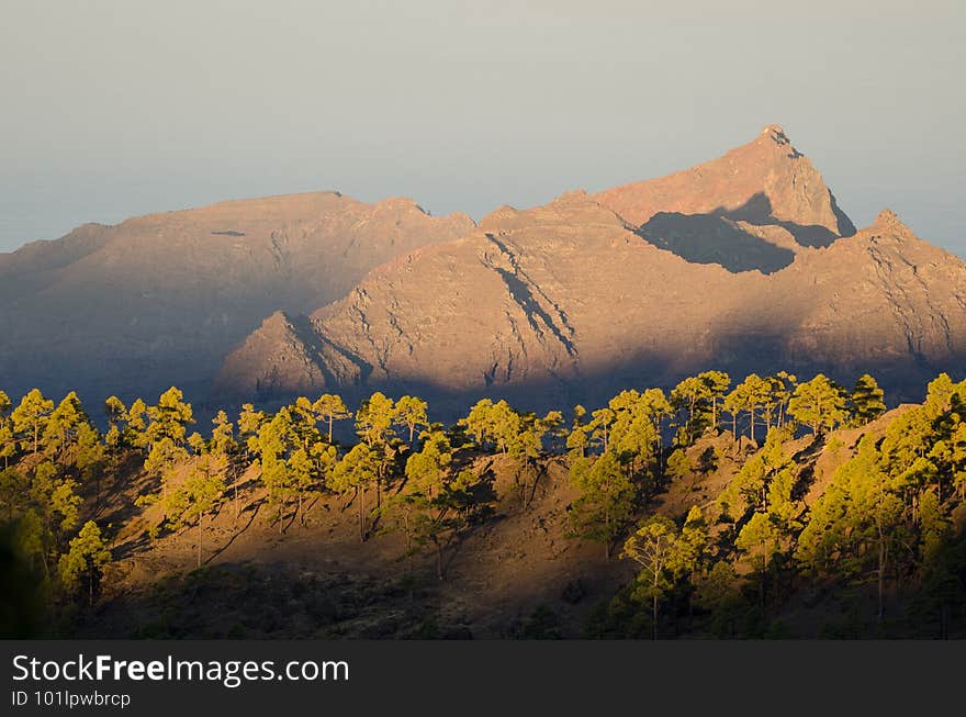 Forest of Canary Island pine in the Reserve of Inagua and cliffs of the soutwest of Gran Canaria.