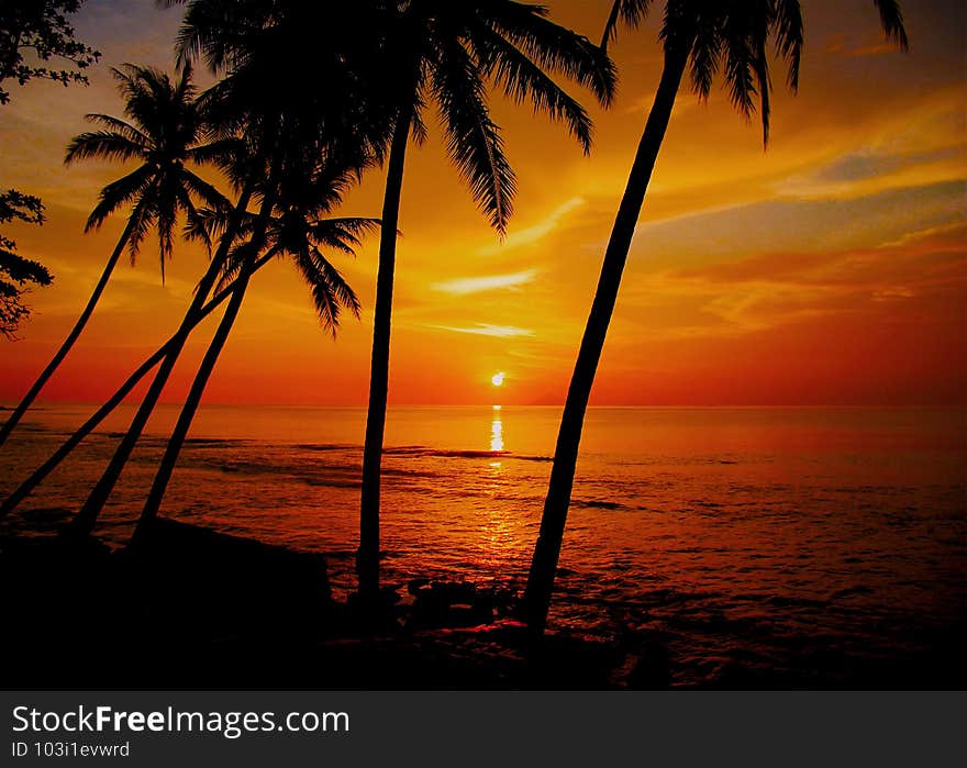 Orange sunset at the beach with coconut tree