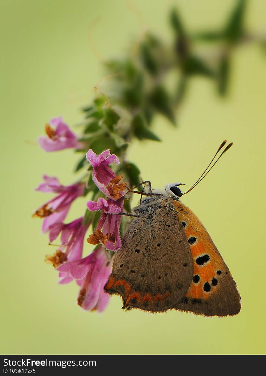 Lycaena virgaureae butterfly on a  wild flower early  waiting for the first rays of the sun