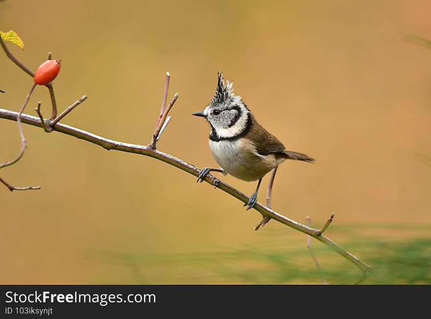 Blue tit on a tree branch