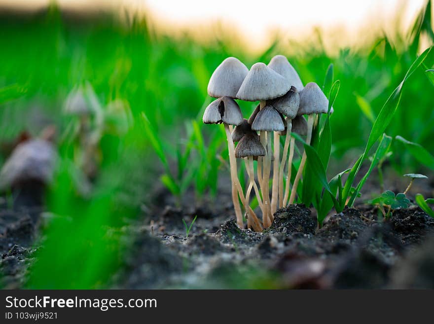 Wild  grey mushrooms hidden among the young barley leaves. They are a sign of a fertile and healthy farmland. Wild  grey mushrooms hidden among the young barley leaves. They are a sign of a fertile and healthy farmland.