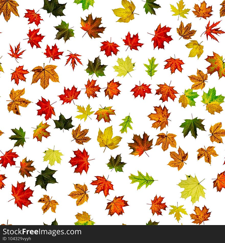 Seamless floral pattern. Autumn yellow red, orange leaf isolated on white. Colorful maple foliage. Season leaves fall background