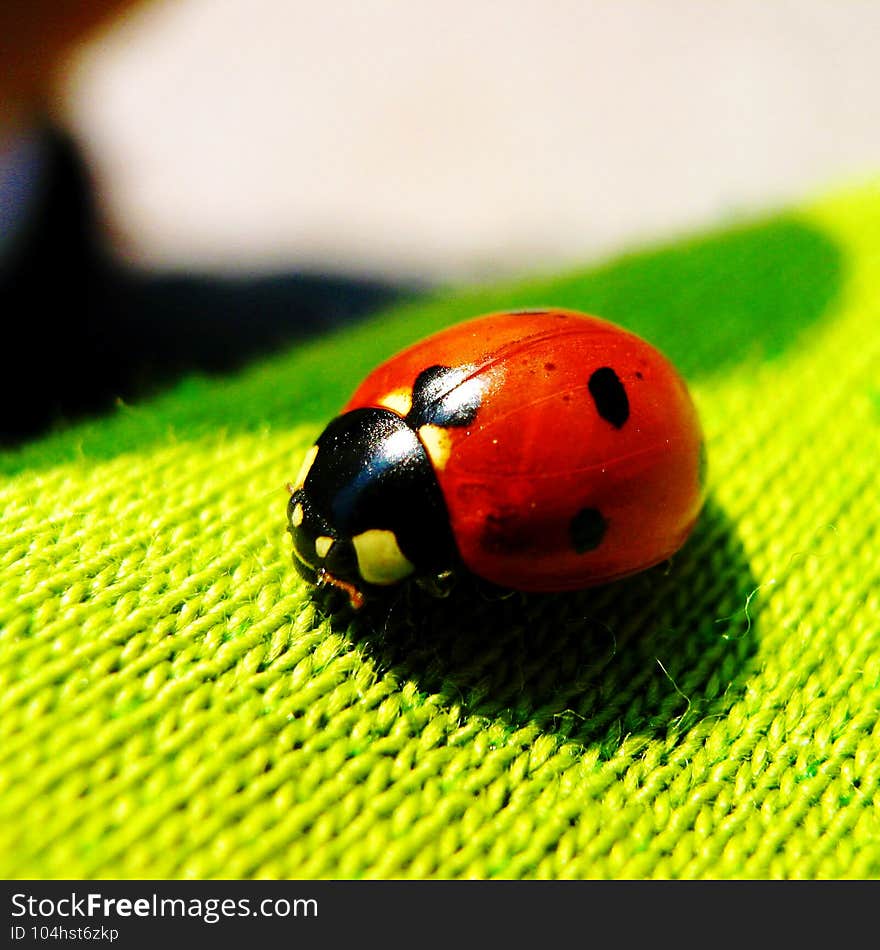 The ladybug standing on the blouse