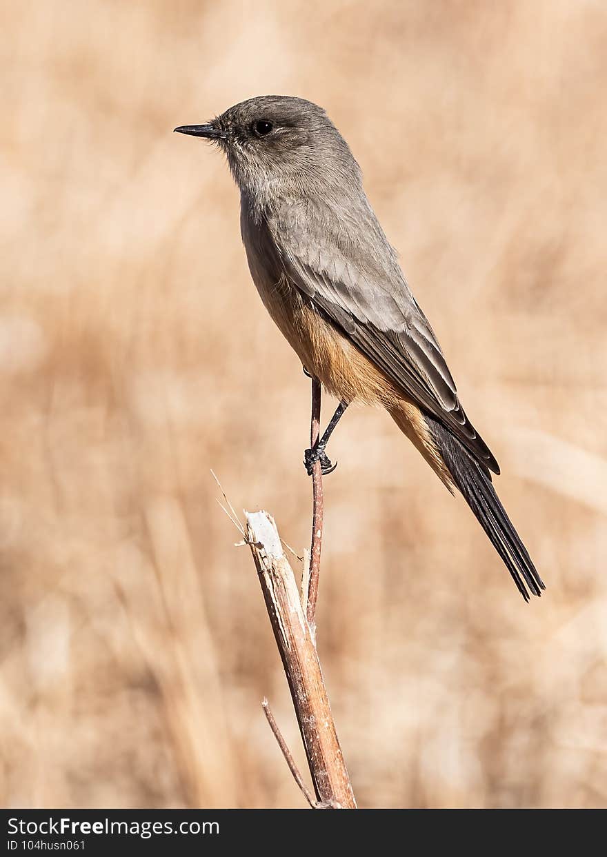 Vertical Composition Of Adult Say`s Phoebe Perched On Small Branch  At Bosque del Apache National Wildlife Refuge, New Mexico