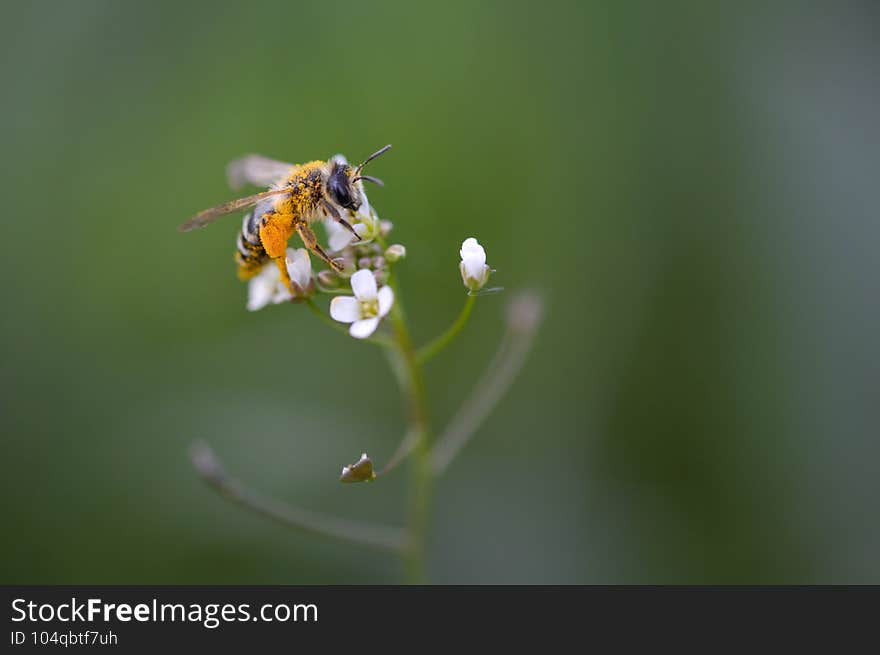 Bee full of pollen on a white flower macro, bee in nature close up, working