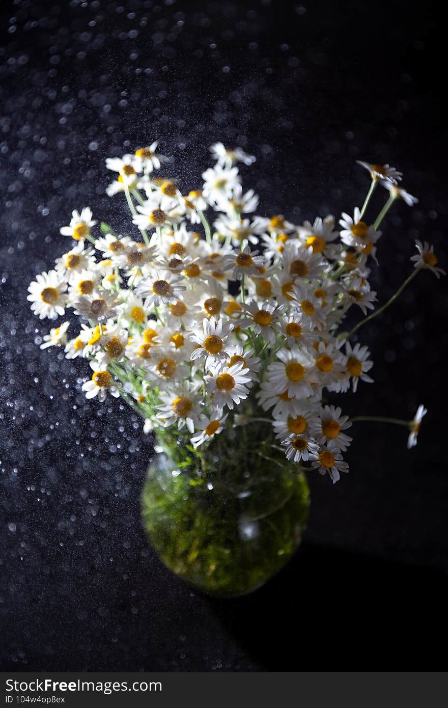 Bouquet of daisies in a vase on a black background. Field camomile. Beautiful card. Summer flowers. White flower. Place for text.