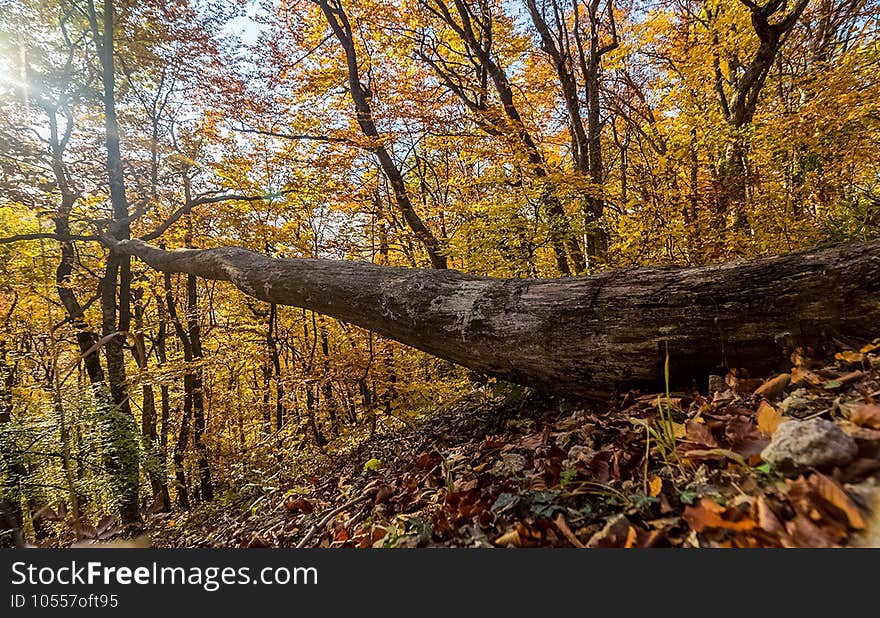 Beautiful autumn forest in mountains of Crimea. A leaffall in the woods