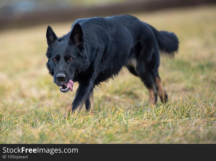 A black German Shepherd with a collar in the park