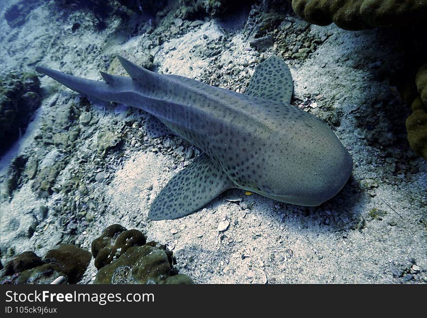 Leopard shark resting on the coral reef