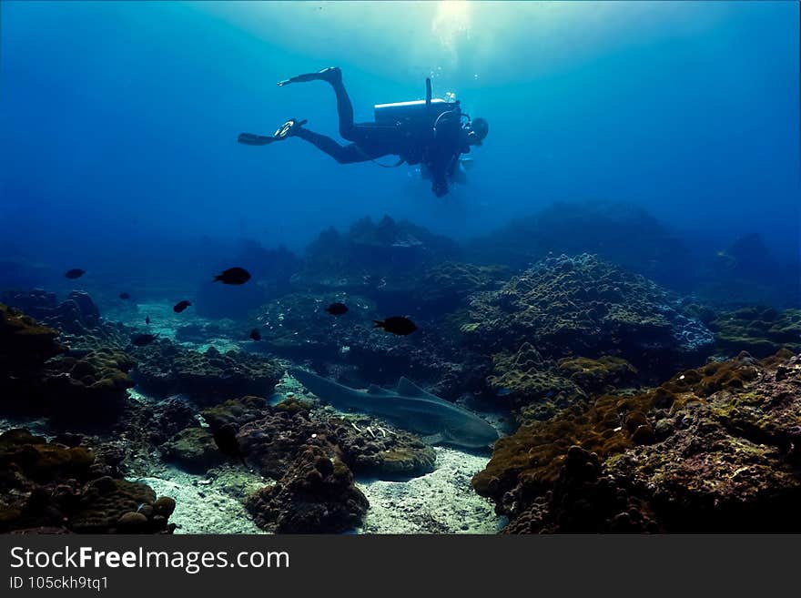 Leopard shark resting on the coral reef