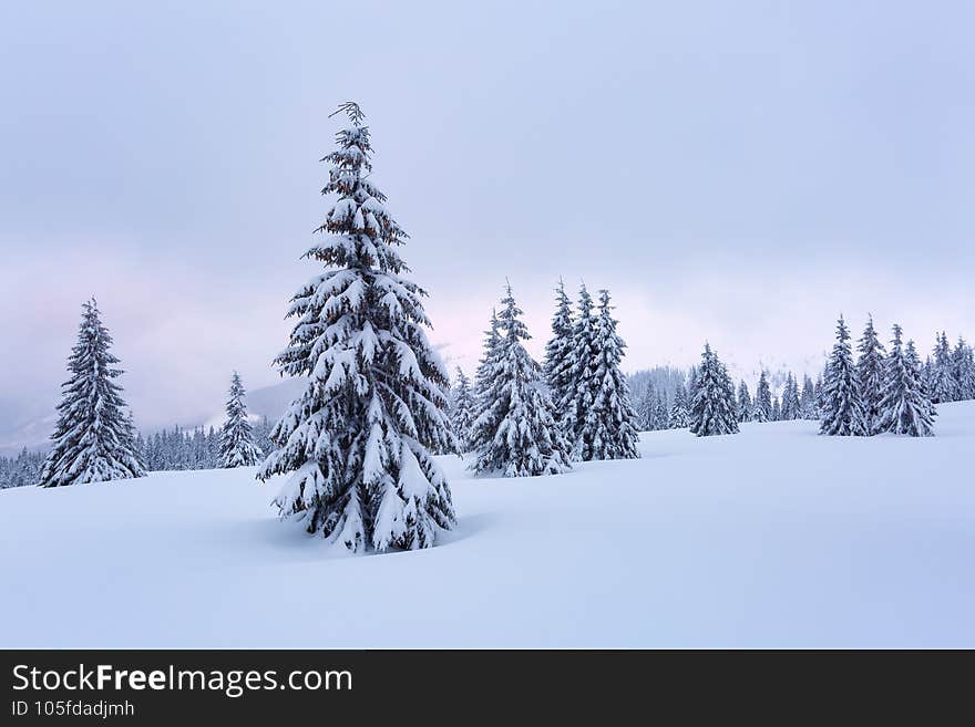 Beautiful landscape on the cold winter day. High mountain. Pine trees in the snowdrifts. Lawn and forests. Snowy background.