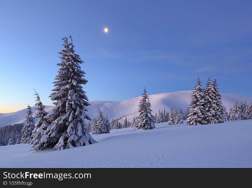 High mountain. Amazingl landscape on the cold winter day. Pine trees in the snowdrifts. Lawn and forests. Snowy background. Nature scenery. Location place the Carpathian, Ukraine, Europe