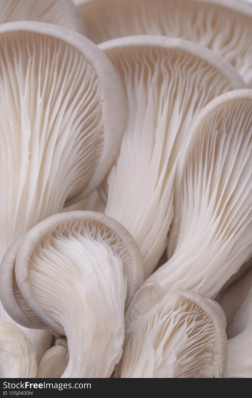 Vertical selective focus closeup of an oyster mushrooms