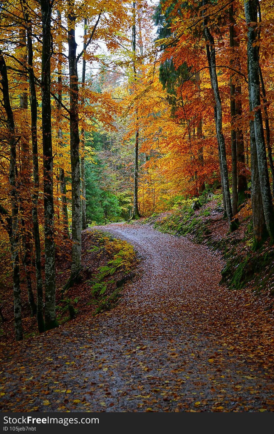 A vertical shot of a path leading through autumn forest near Oberstdorf