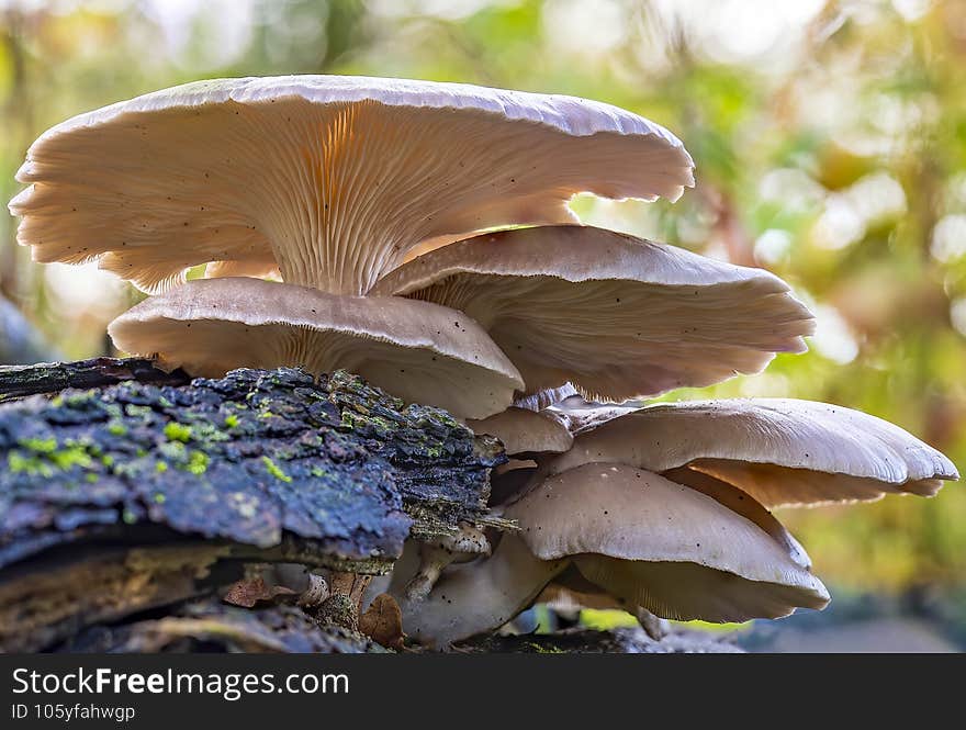 A beautiful focus-stacked mushroom with beautiful lamellae, the Oyster mushroom Pleurotus ostreatus, on a trunk near the Linscho