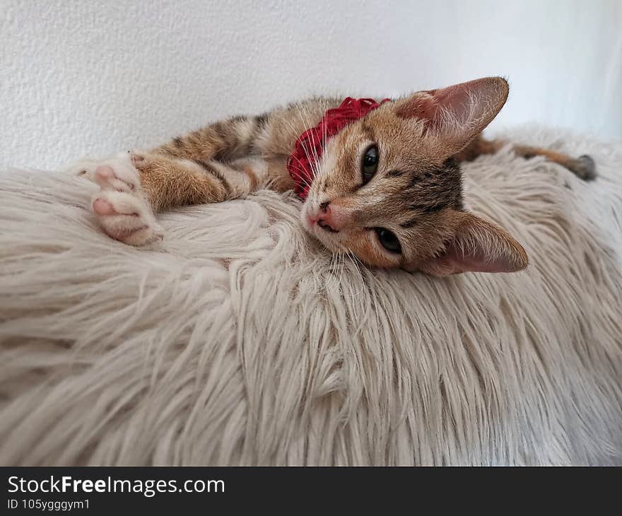 Sleepy cute cat lying of soft sofa couch