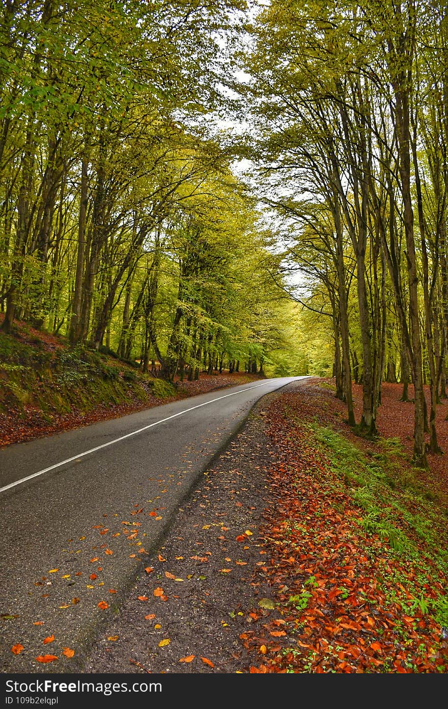 Beautiful hirkan forest