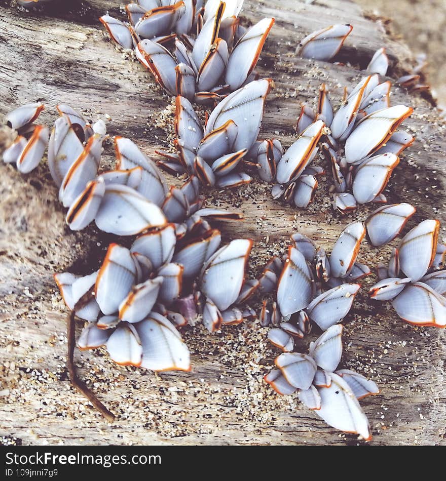 Clam colony grew up on the log