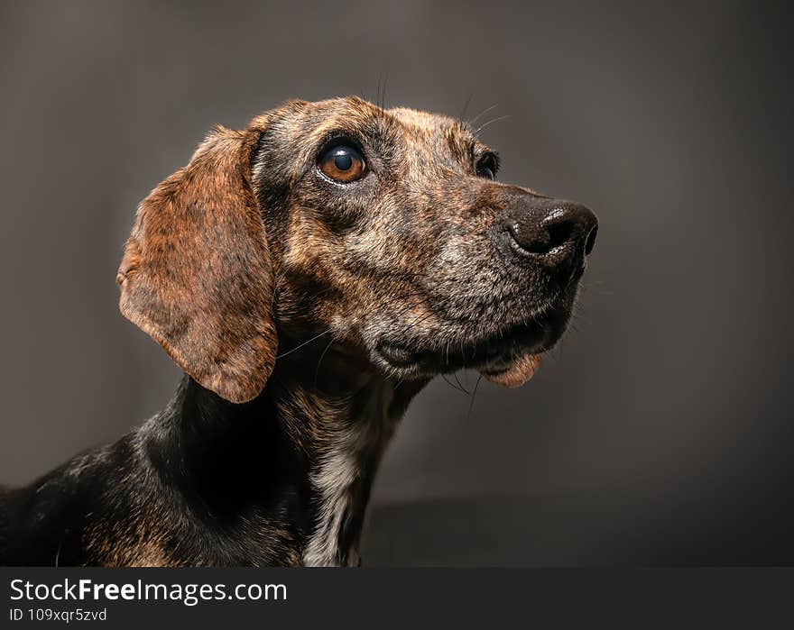 Half profile portrait of a brown Segugio dog on a black background