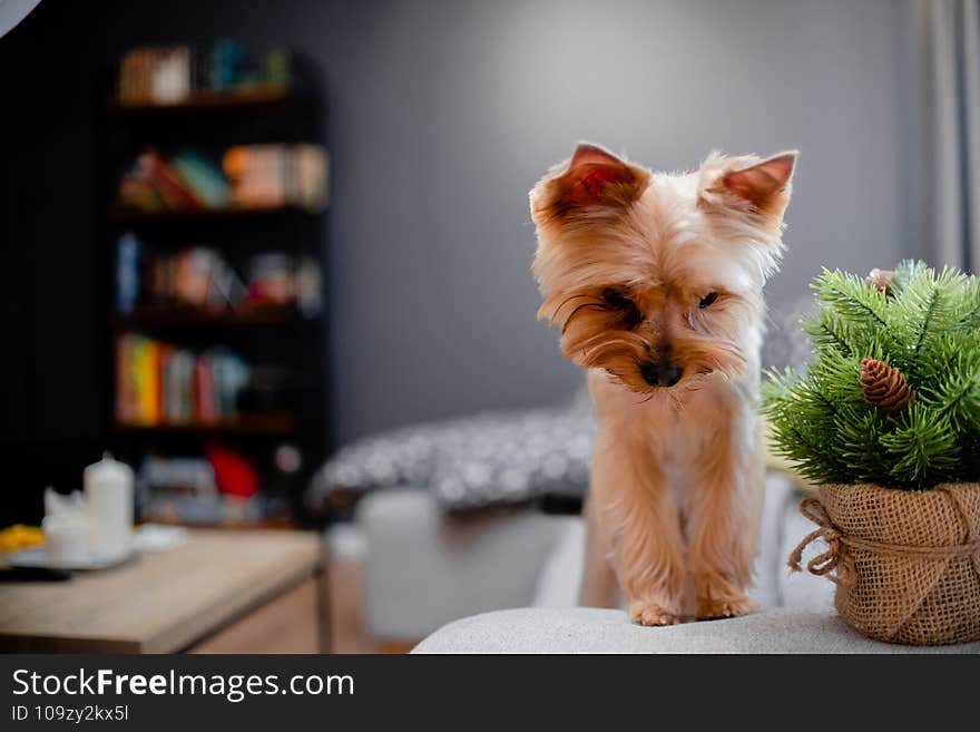 Santa Hat and christmas decorations. Fur tree and bokeh lights. Top horizontal