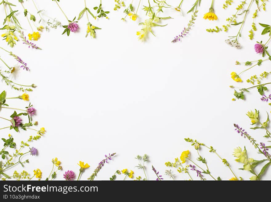 Beautiful wild flowers on white background