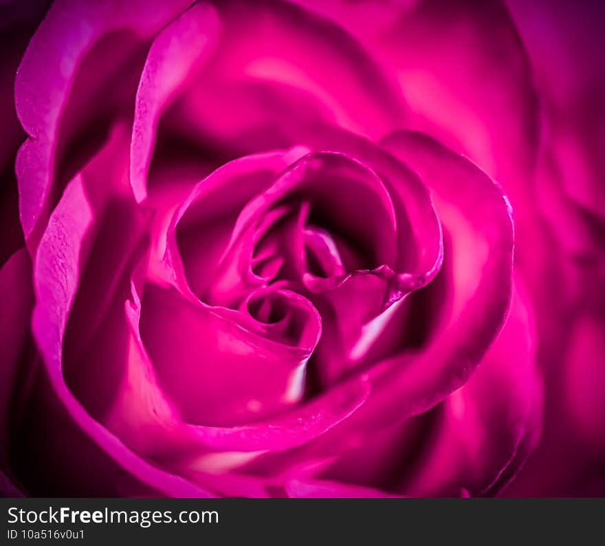 Soft focus, abstract floral background, purple rose flower. Macro flowers backdrop for holiday brand design