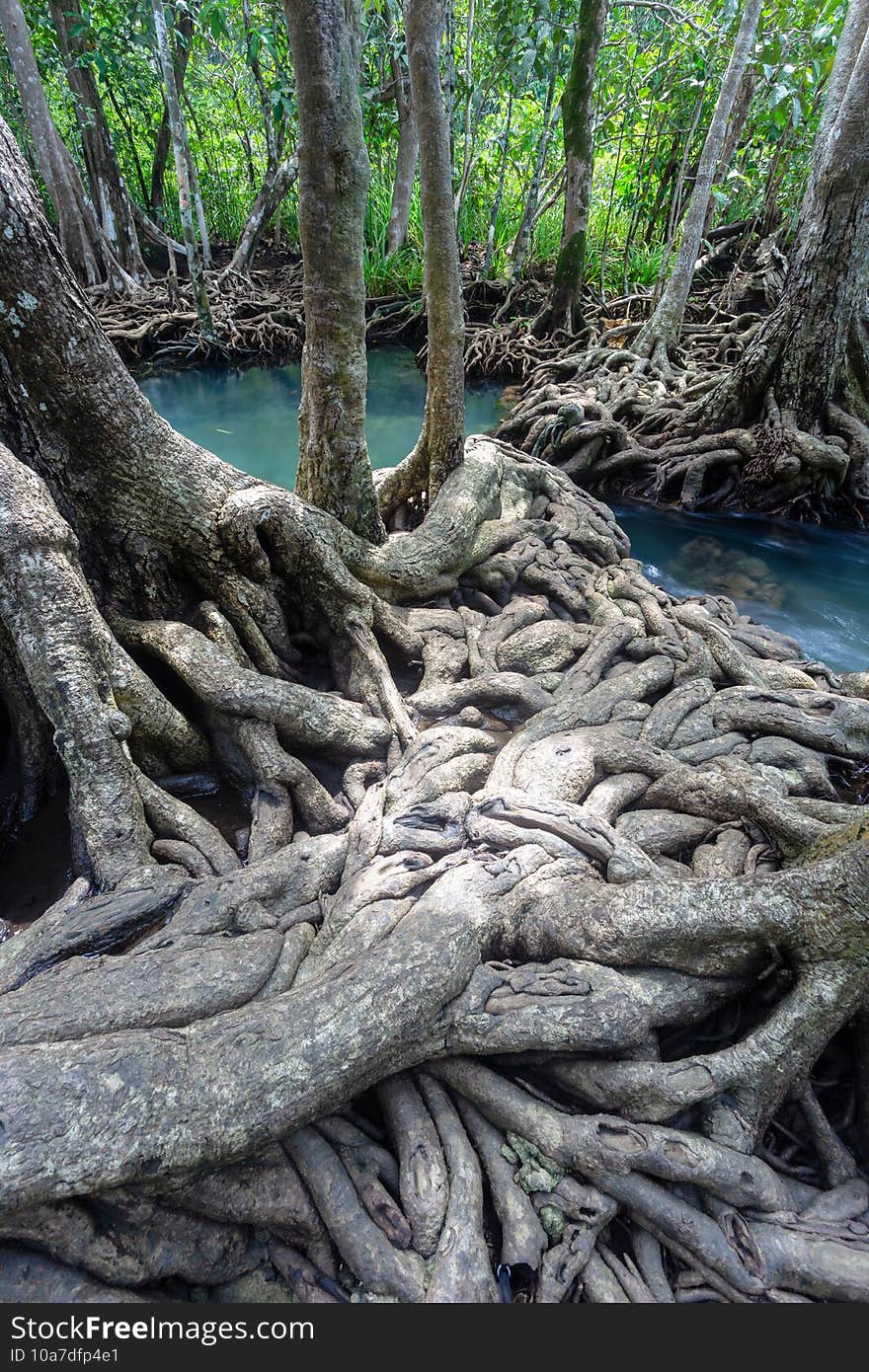 Jungle river in Thapom mangrove forest, Krabi,Thailand