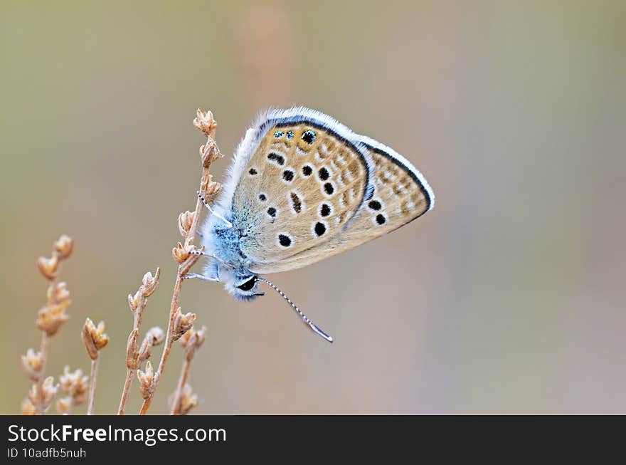 The Plebejus morgianus , the Persian Blue  butterfly , butterflies of Iran