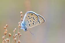 The Plebejus Morgianus , The Persian Blue  Butterfly , Butterflies Of Iran Royalty Free Stock Photography