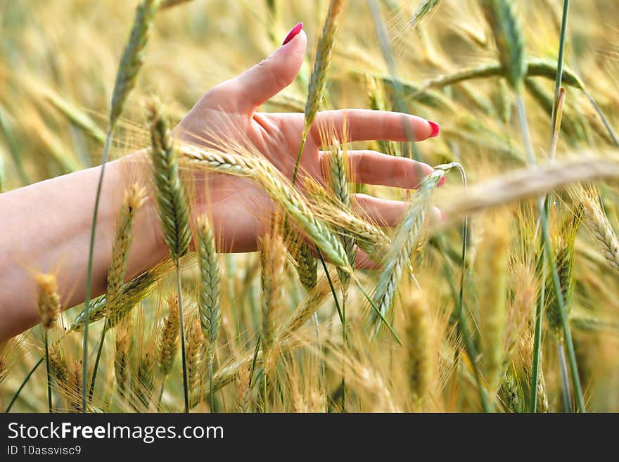 Female hand in wheat ears, hand in wheat sprouts sunny day, side beautiful light, summer close-up