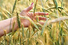 Female Hand In Wheat Ears, Hand In Wheat Sprouts Sunny Day, Side Beautiful Light, Summer Close-up Stock Image