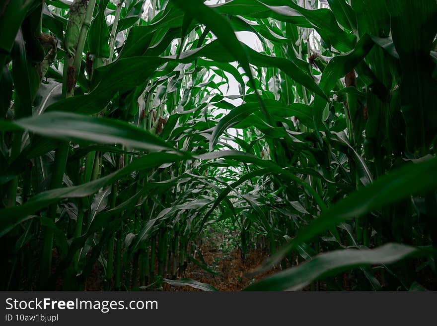 Natural green background